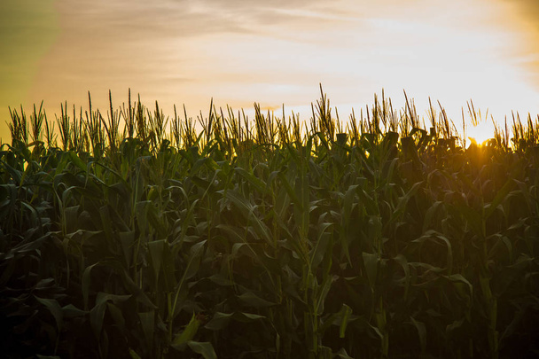 Coucher de soleil sur la plantation de maïs
 - Photo, image