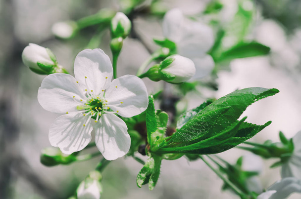 Cherry spring flowers - Фото, изображение