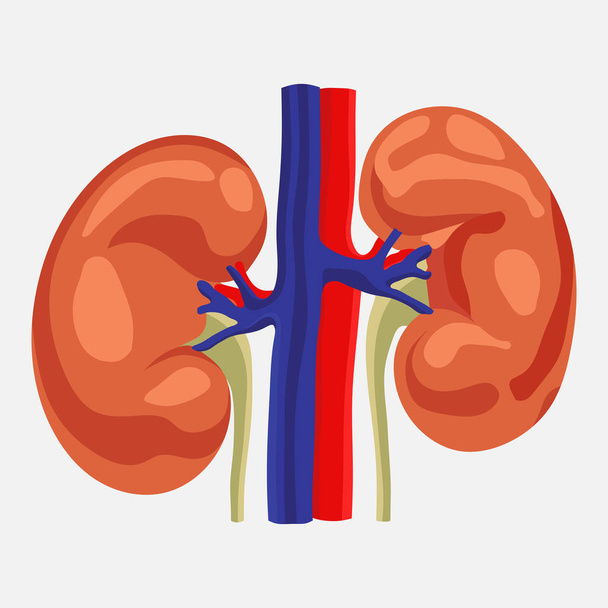 human kidney, study of anatomy, flat style - Vector, Image