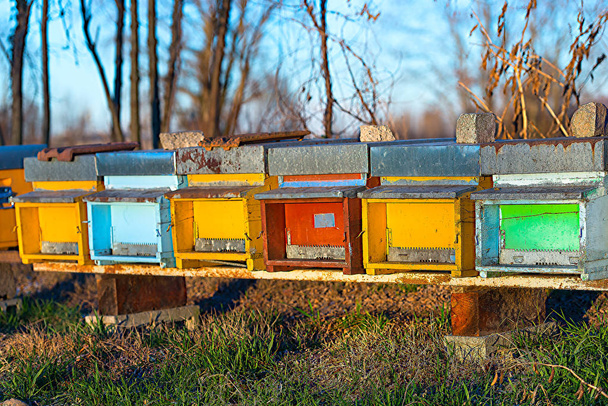 Bee hives in Northern Italy - Photo, Image
