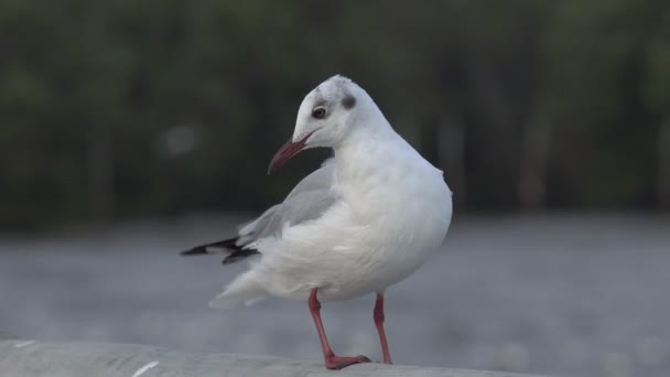 Vogel steht auf Brückengeländer - Filmmaterial, Video
