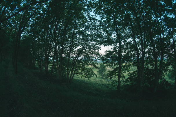 Plantação florestal na paisagem da noite de verão
. - Foto, Imagem