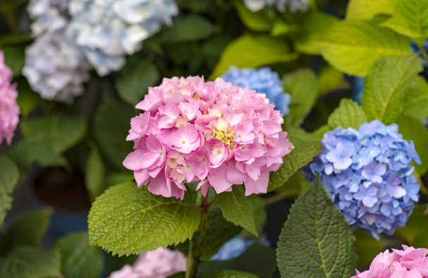 Pink and blue hydrangeas at a garden - Foto, immagini