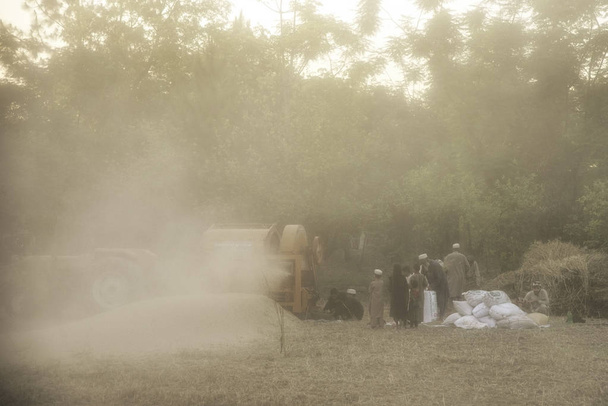 Пшениця різання Пакистану
  - Фото, зображення