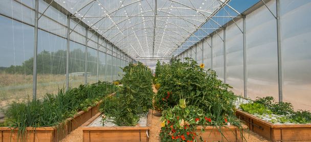 Vegetables Plants Growing In A Greenhouse - Φωτογραφία, εικόνα