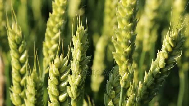 Пшениця крупним планом
 - Кадри, відео