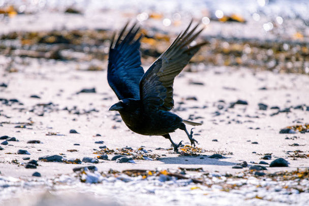 El cuervo de Islandia y las Islas Feroe es una subespecie del cuervo común
 - Foto, Imagen