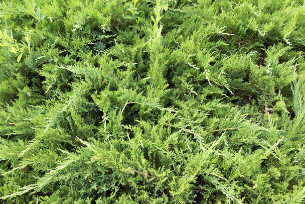 Fond vert avec thuja arbustes
  - Photo, image
