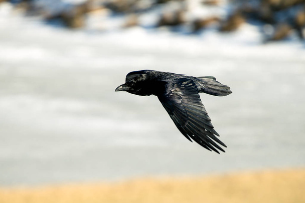 El cuervo de Islandia y las Islas Feroe es una subespecie del cuervo común
 - Foto, imagen