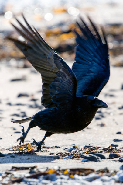The Raven of Iceland and Faeroe Islands is a sub species of the common raven - Photo, Image