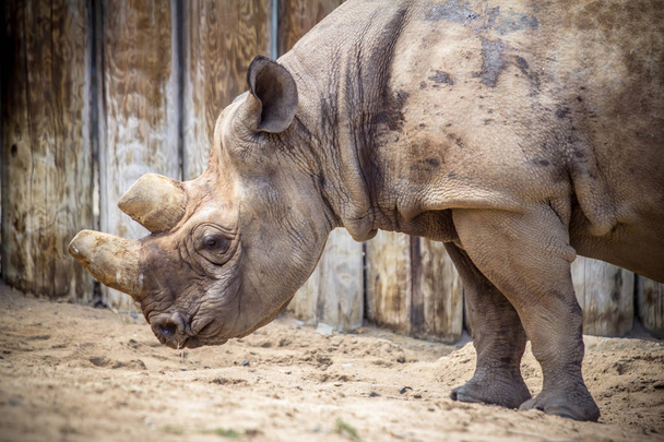 Rhinocéros boueux mâle
 - Photo, image