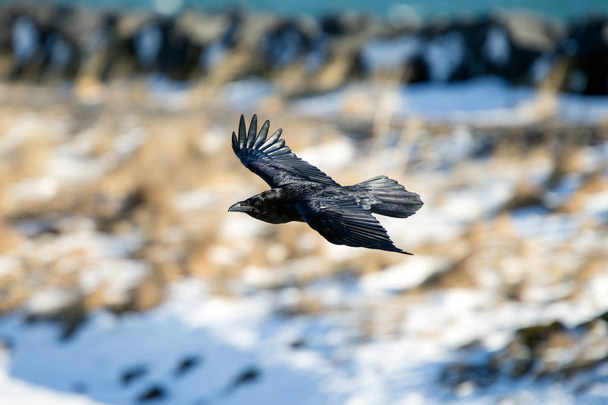 The Raven of Iceland and Faeroe Islands is a sub species of the common raven - Photo, Image