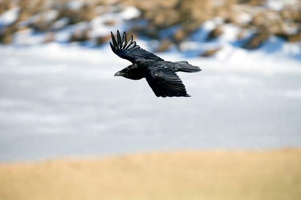 Le corbeau d'Islande et des îles Féroé est une sous-espèce du corbeau commun
 - Photo, image