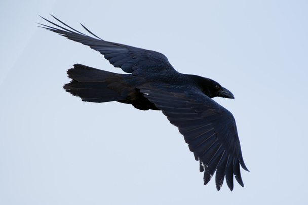 O Corvo da Islândia e Ilhas Faroé é uma subespécie do corvo-comum
 - Foto, Imagem