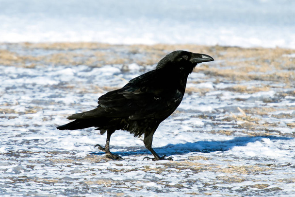 O Corvo da Islândia e Ilhas Faroé é uma subespécie do corvo-comum
 - Foto, Imagem