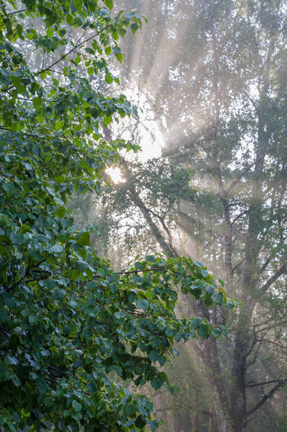 Early morning sun shining through birch branches - Foto, imagen