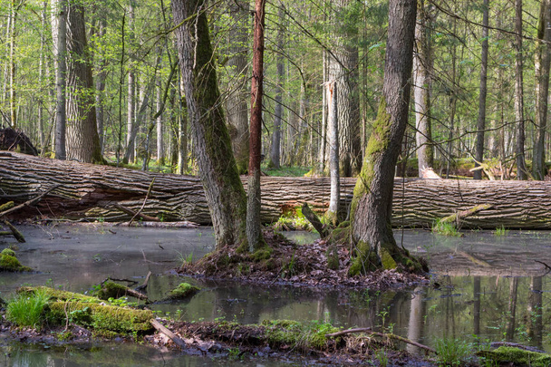 Wiosenny krajobraz las stary i połamanych drzew - Zdjęcie, obraz