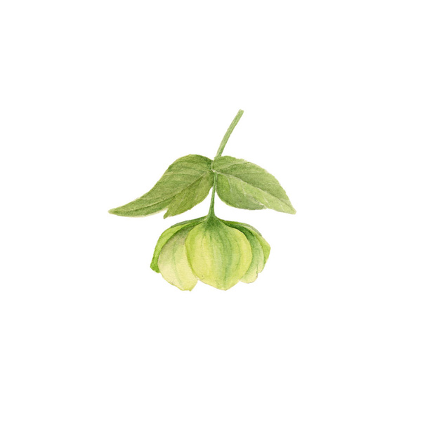 Watercolor botanical illustration of green hellebore isolated on white background - Photo, Image