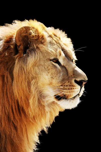 Lion's portret - Foto, afbeelding