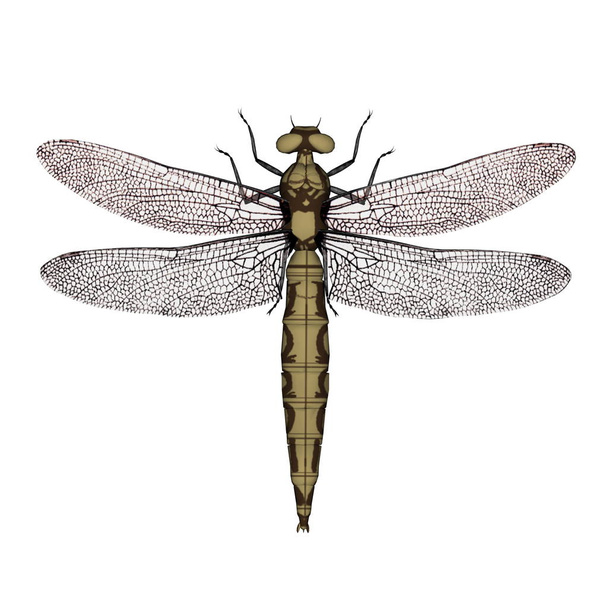 Orthetrum dragonfly female - 3D render - Фото, зображення
