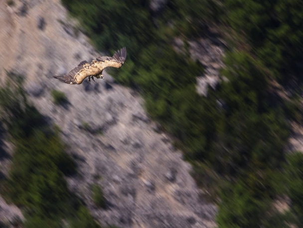Gänsegeier fliegen, drome provencale, Frankreich - Foto, Bild