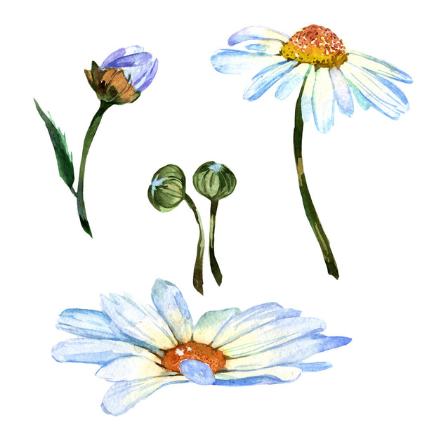 Wildflower daisy bloem in een aquarel stijl geïsoleerd. - Foto, afbeelding