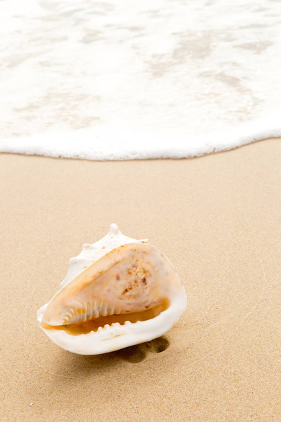 Velké shell v písku na pláži - Fotografie, Obrázek