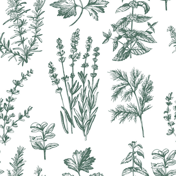 Graphic fragrant herbs - Vector, Image