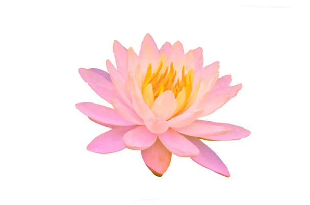   bloeiende roze waterlelie bloemen of lotusbloem geïsoleerd op een witte achtergrond met uitknippad - Foto, afbeelding