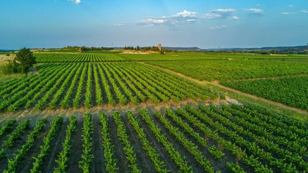 Aerial top view of vineyards landscape from above background - 写真・画像