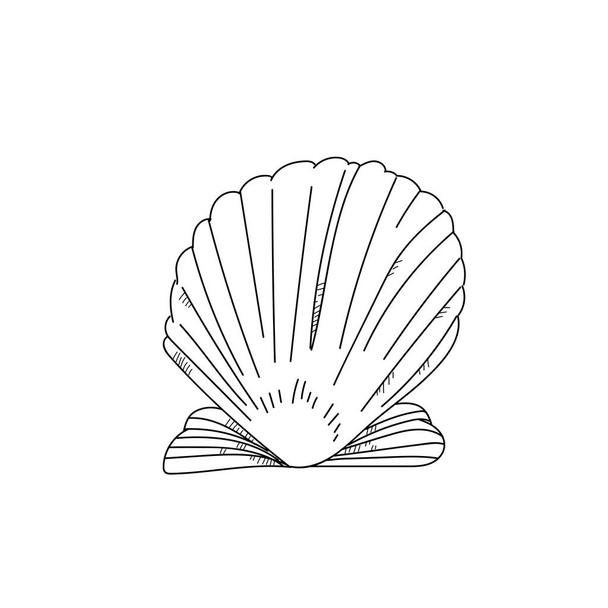 Hand drawn scallop shell sketch on white background - Zdjęcie, obraz