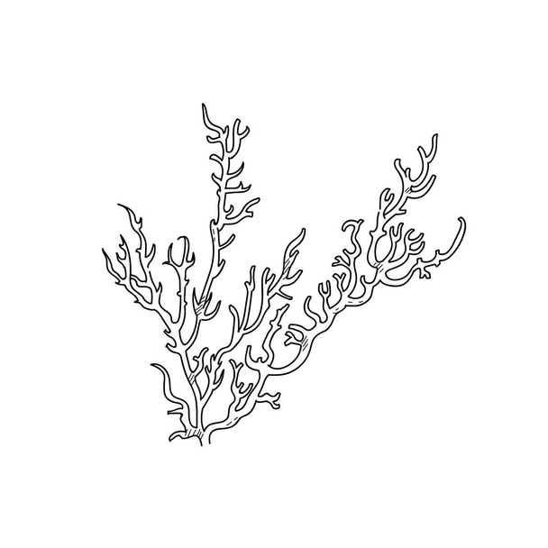 Κοράλλια βαθέων υδάτων χέρι συρμένο σκίτσο εικόνα σχεδιασμός - Φωτογραφία, εικόνα