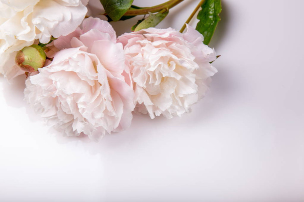 Stunning white peonies on white on a white background. Copy space - 写真・画像