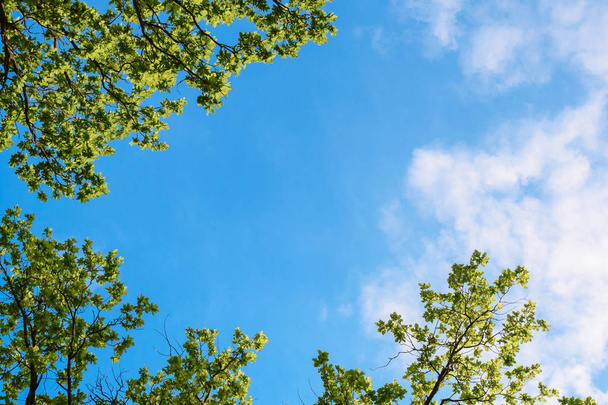 green leaves against blue sky - Фото, зображення