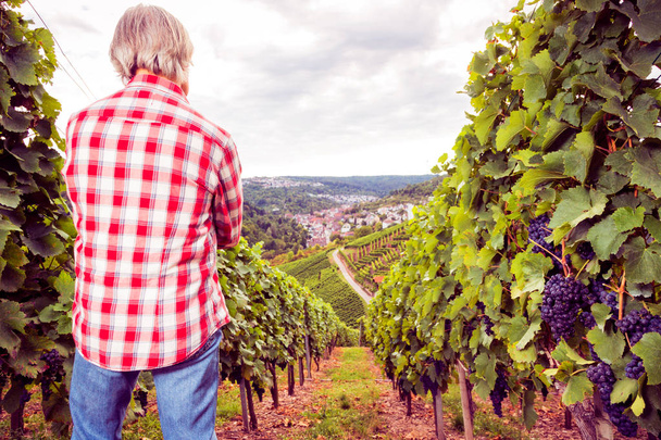 Winemaker Standing By His Vineyard - Foto, imagen