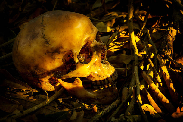 Zátiší s lidskou lebku v hromadě listí - Fotografie, Obrázek