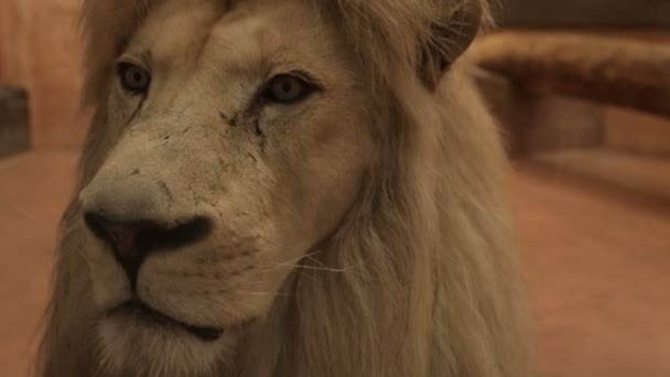 The head of an adult lion - Video, Çekim
