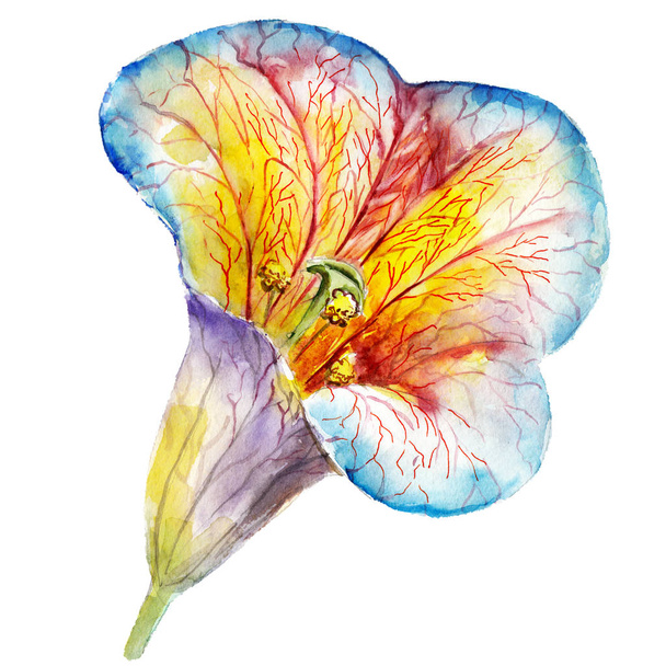 Watercolor psychedelic lily flower, hand drawn, isolated on white background. - Foto, Bild