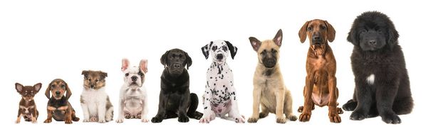 Nine different breed puppy dogs on a row from small to large isolated on a white background - Photo, Image
