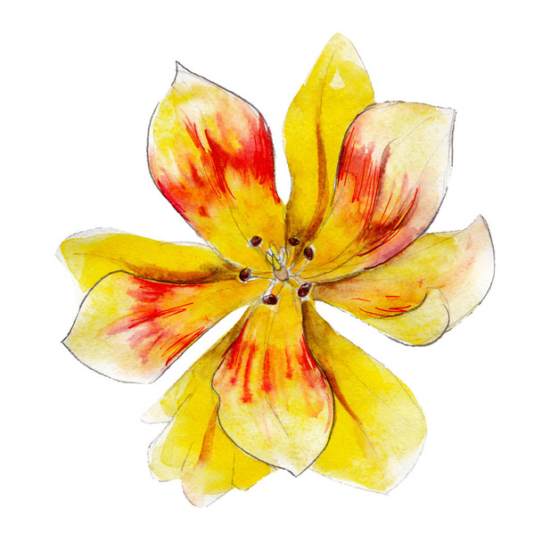 Vesiväri keltainen lilja kukka, käsin piirretty, eristetty valkoisella taustalla
. - Valokuva, kuva