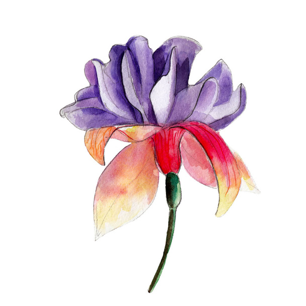 Watercolor fuchsia flower, hand drawn, isolated on white background. - Zdjęcie, obraz