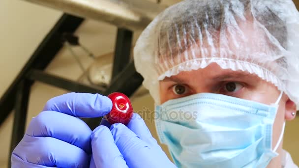 Asystent w laboratorium w gospodarstwie agrarnej sprawdza jakość świeżych wiśni czerwony - Materiał filmowy, wideo