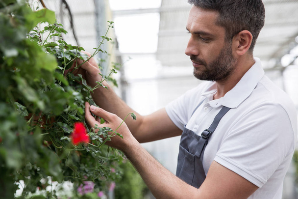 Concentrated young bearded man standing in greenhouse - Photo, image
