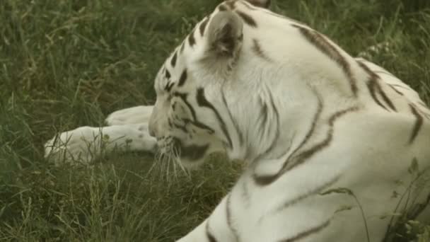 Adult white tiger - Materiał filmowy, wideo