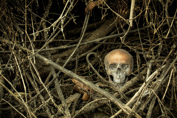 Naturaleza muerta con un cráneo en el bosque
 - Foto, Imagen
