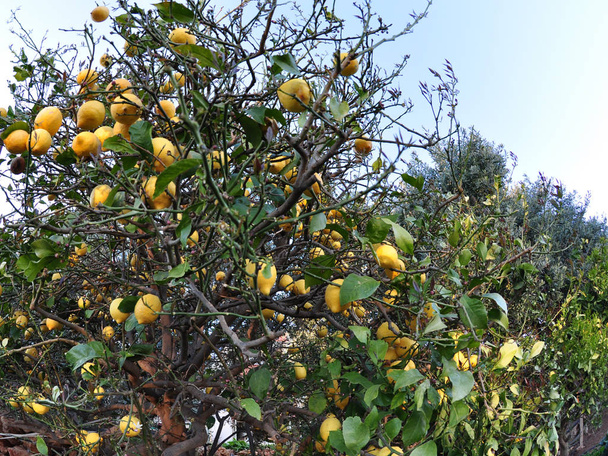 Limones maduros en un limonero
 - Foto, Imagen