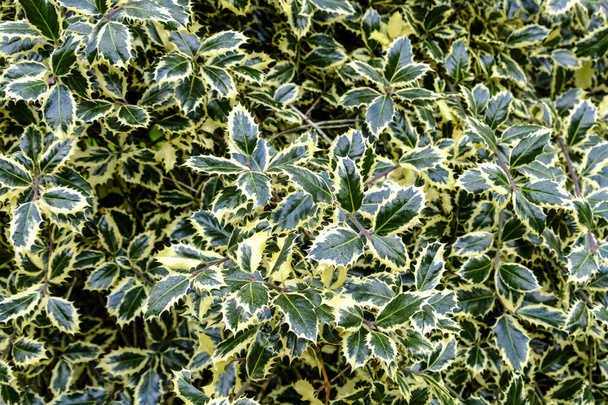 Green and white variegated holly - Photo, Image