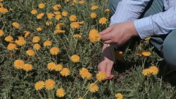 Man pick up dandelions in meadow - Footage, Video
