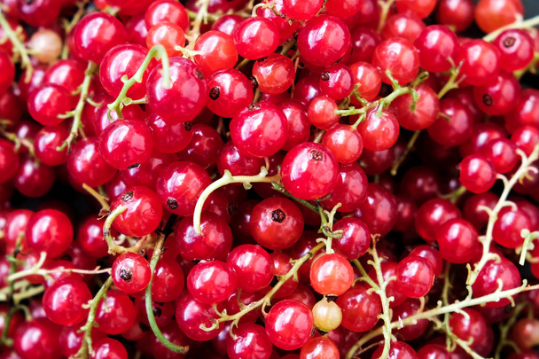 Red ripe currants on a dark background. Droplets of water. - 写真・画像