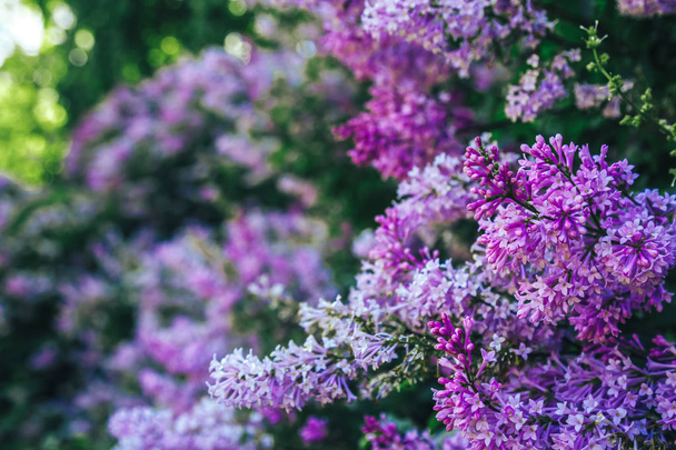 Hermosas flores violetas púrpuras frescas. Primer plano de flores púrpuras. Flor de primavera, una rama de lila. Arbusto lila, fondo lila. Rama con flores de verano lila
. - Foto, Imagen